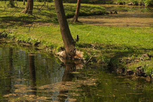 Wild pond in the forest