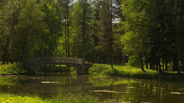 Bridge in the forest. Nature landscape
