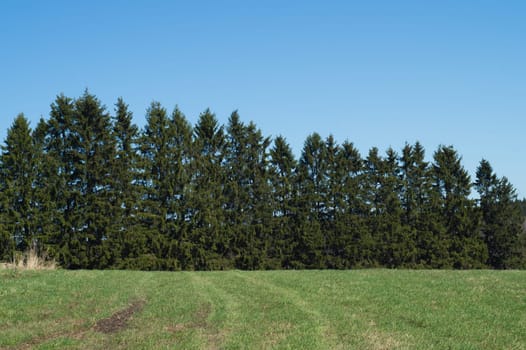 Green meadow and forest landscape