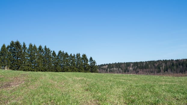 Green meadow and forest landscape