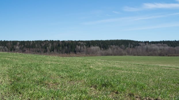 Green meadow and forest landscape