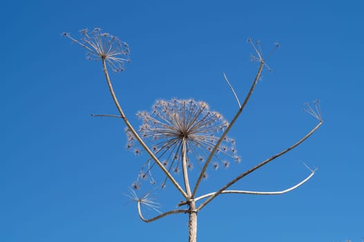 Nature landscape with dry plants