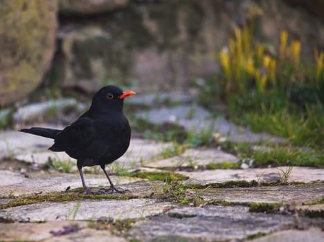 Male blackbird Turdus merula in early spring