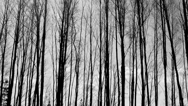 Forest with high trees black and white