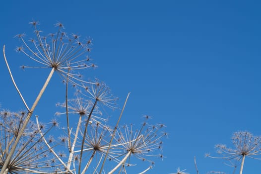 Nature landscape with dry plants