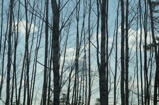Forest with high trees background
