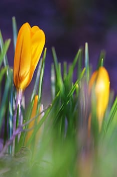 Yellow crocuses in the spring garden