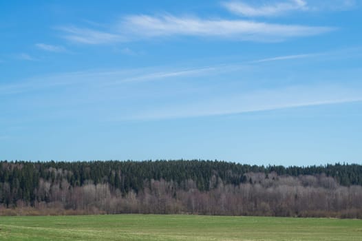 Green meadow and forest landscape. field background