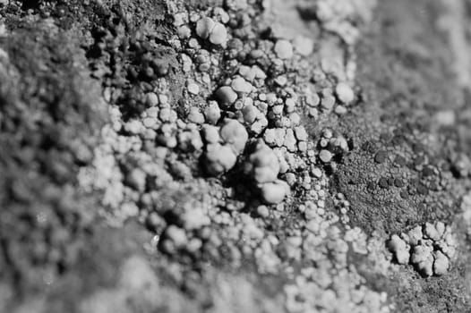 Moss and lichen grow on a stone. Macro. background of Lichen Moss stone