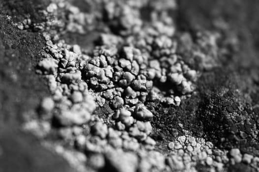 Moss and lichen grow on a stone. Macro. background of Lichen Moss stone