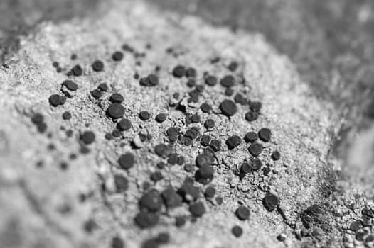 Moss and lichen grow on a stone. Macro. background of Lichen Moss stone
