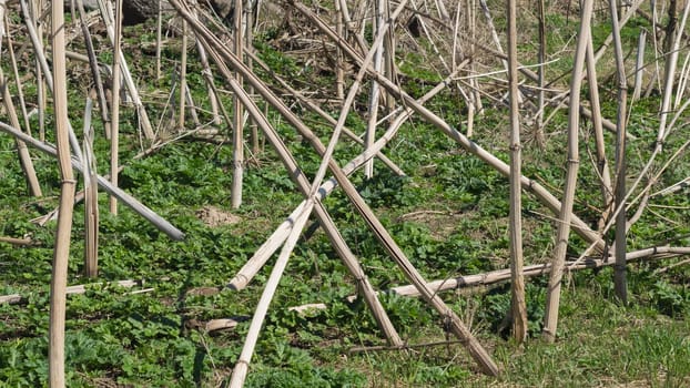 Nature landscape with dry plants