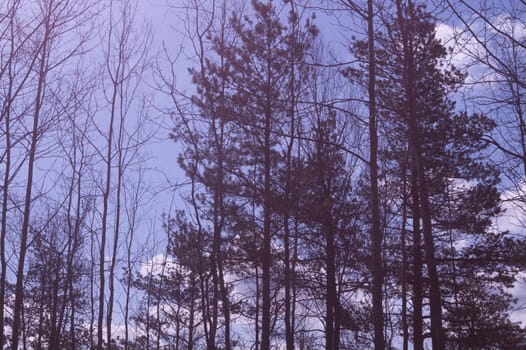 Forest with high trees background