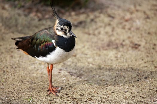 Lapwing Vanellus vanellus on the beach