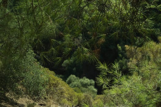 green tree mountain forest background