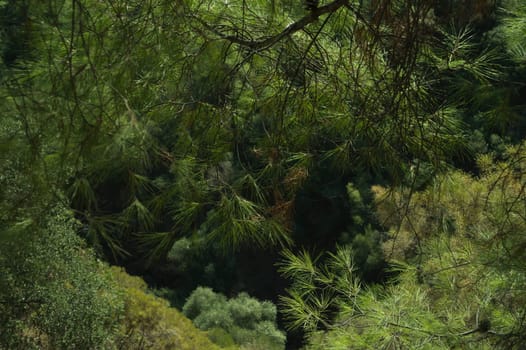 green tree mountain forest background