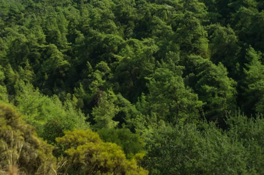 green tree mountain forest background