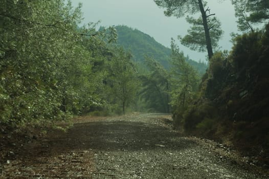 View of mountain forest landscape
