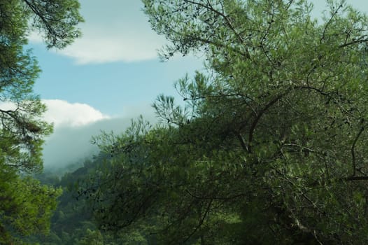 View of mountain forest landscape