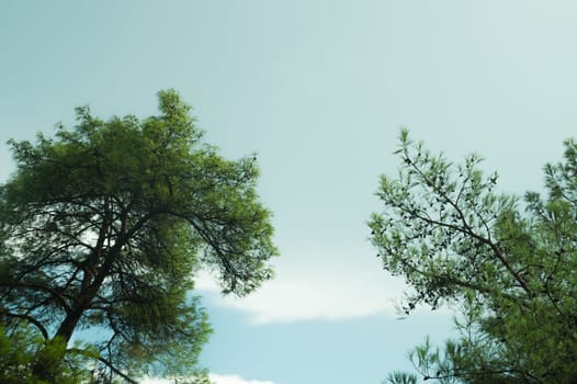 trees in the forest and blue sky