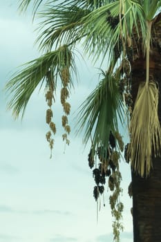 Palm trees in the evening background