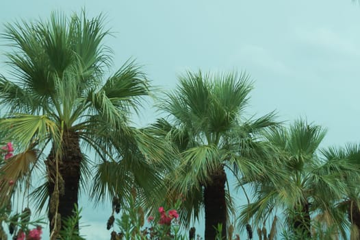 Palm trees in the evening background