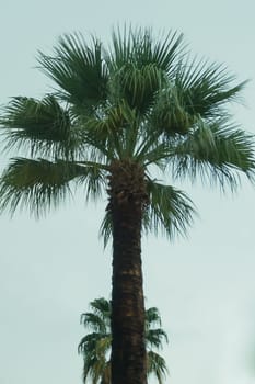 Palm trees in the evening background