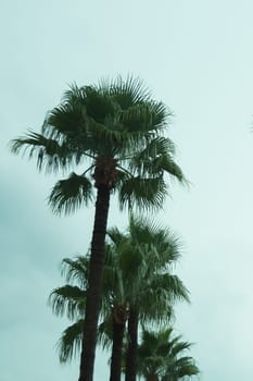 Palm trees in the evening background
