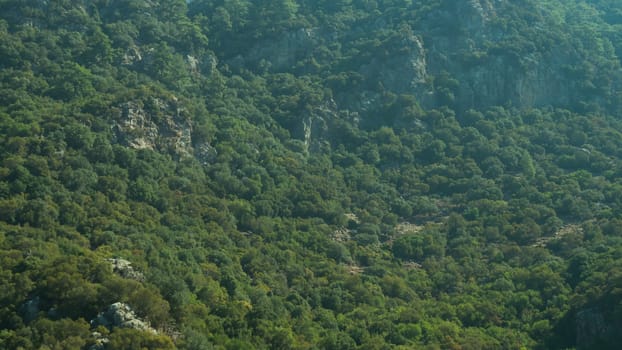 Dense green tree mountain forest
