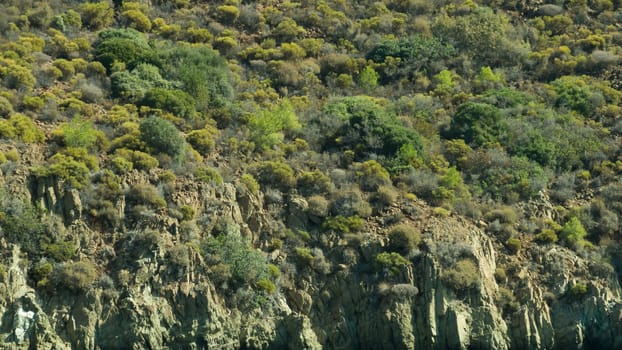 Dense green tree mountain forest