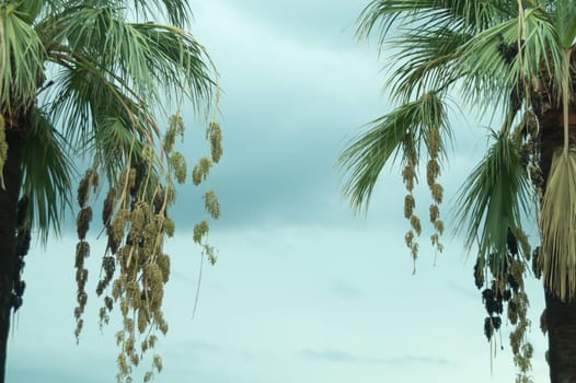 Palm trees in the evening background