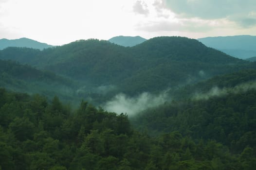 Mountain landscape with forest background