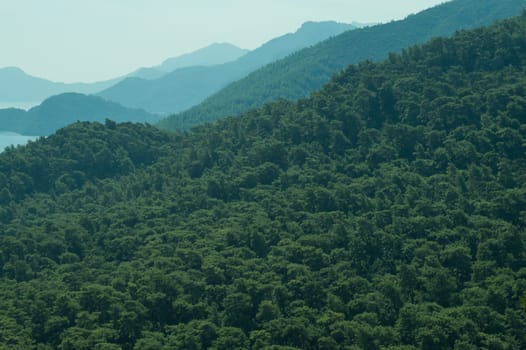 Mountain landscape with forest background