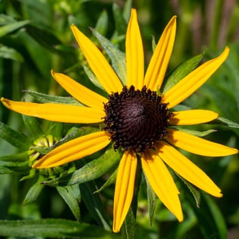 Orange Coneflower 'Goldsturm' (Rudbeckia fulgida), flowers of summer