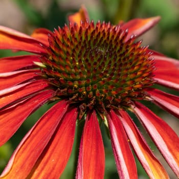 Coneflower (Echinacea purpurea), flowers of summer
