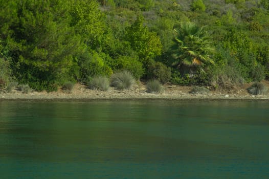 Coastline with the green forest background