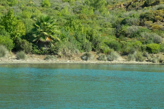 Coastline with the green forest background