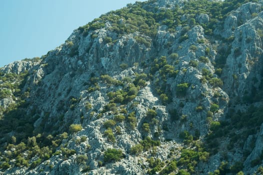 Overgrown mountain hills background