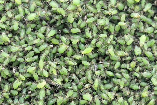 Colony of Aphid, texture backgrond
