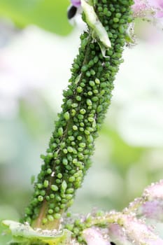 Aphid infestation of garden plant in the garden