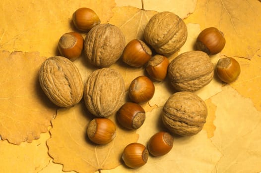 Hazelnuts and walnuts with autumn leaves background