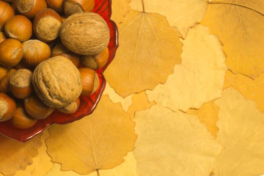 Hazelnuts and walnuts with autumn leaves background. copy space