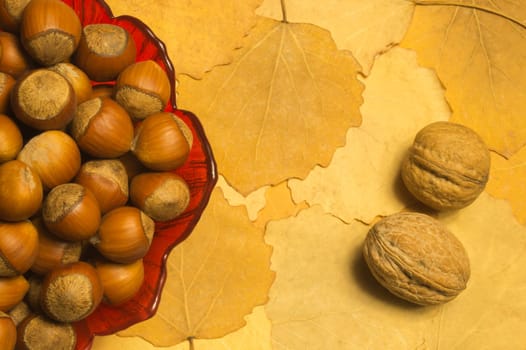 Hazelnuts and walnuts with autumn leaves background