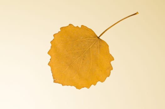 Autumn yellow leaf isolated on white
