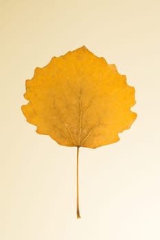 Autumn yellow leaf isolated on white