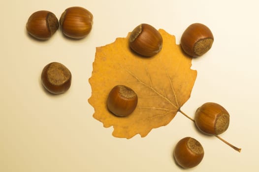 Hazelnuts and autumn leaf nature background
