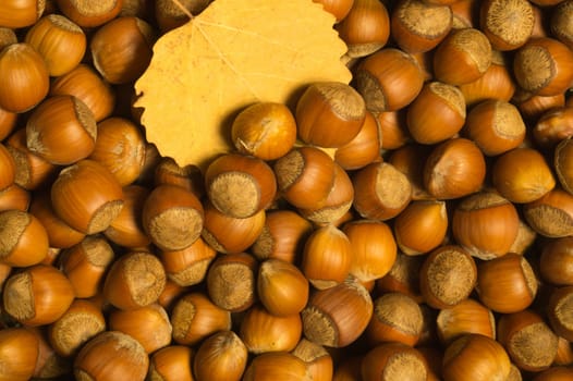 Hazelnuts and autumn leaf texture background