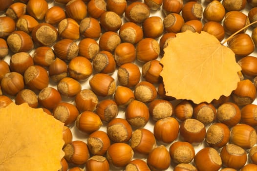 Hazelnuts and autumn leaves texture background