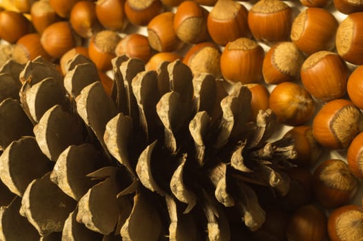 Cone and hazelnuts macro background