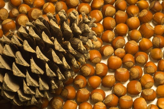 Cone and hazelnuts macro background